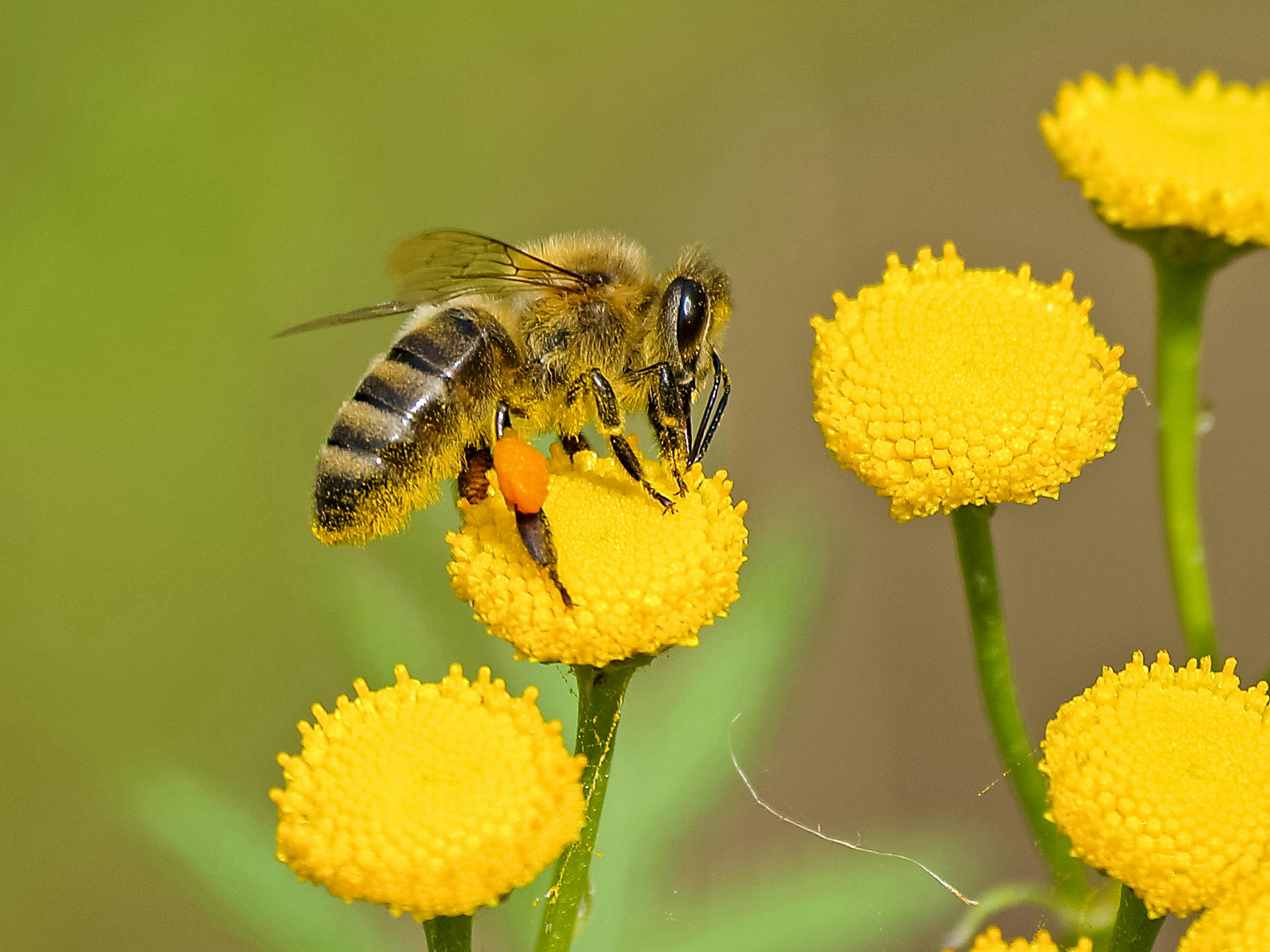 PERI Schalungsbienen