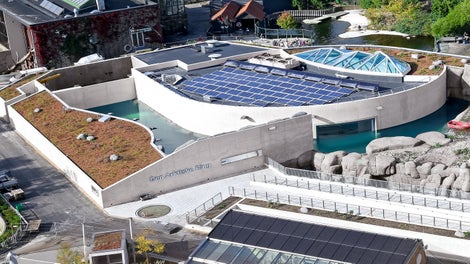 Zoo - Den Arktiske Ring